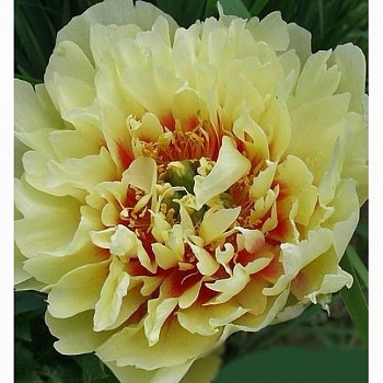 Пион ИТО Прейри Чарм