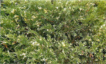 Можжевельник казацкий Варигата