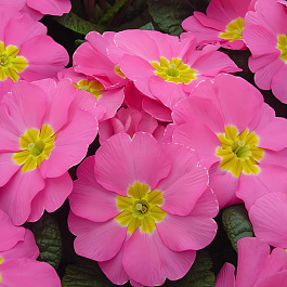 Примула (Первоцвет) бесстебельная Pioner Pink