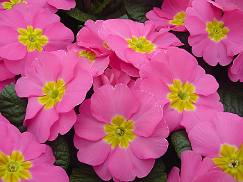 Примула (Первоцвет) бесстебельная Pioner Pink