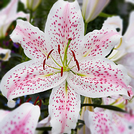 Лилия восточная Экстраваганза