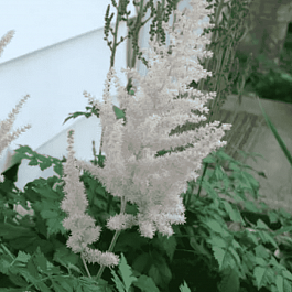 Астильба китайская Frosty Cake