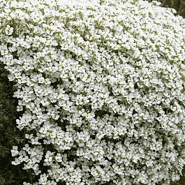 Аубриета Regado  White