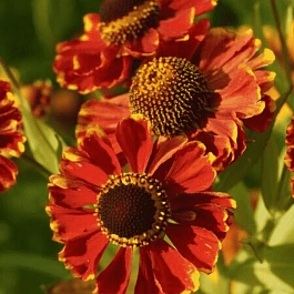 Гелениум осенний Rotgold