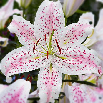 Лилия восточная Экстраваганза Лилия восточная Экстраваганза