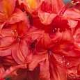 Азалия крупноцветковая Feuerkopfchen