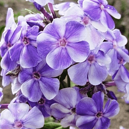 Флокс метельчатый Вечерняя Гжель