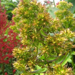 Флокс метельчатый Грин Леди Флокс метельчатый Грин Леди