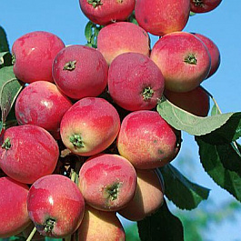 Яблоня Бельфлёр китайка