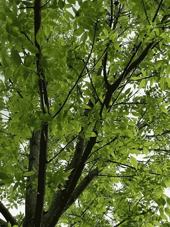 Ясень пенсильванский