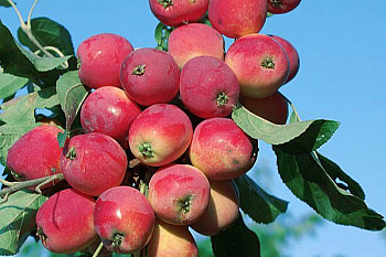 Яблоня Бельфлёр китайка