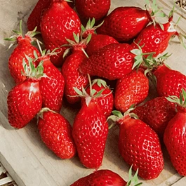 Земляника садовая Гаригуэтта