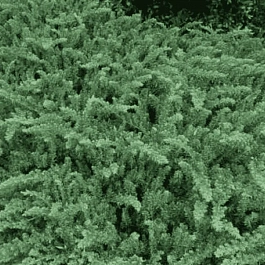 Можжевельник прибрежный  Emerald Sea