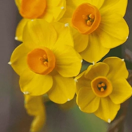 Нарцисс Grand soleil D'or