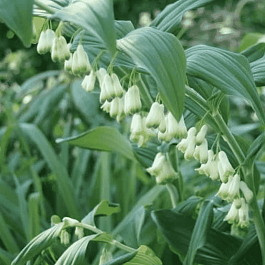 Купена гигантская