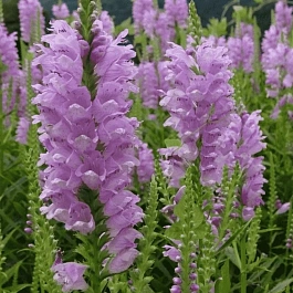 Физостегия виргинская Rose Queen