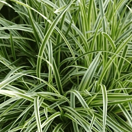 Осока Морроу Variegata