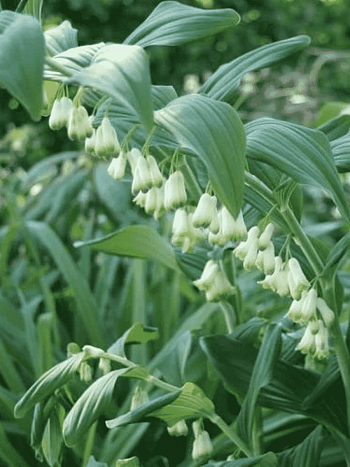 Купена гигантская