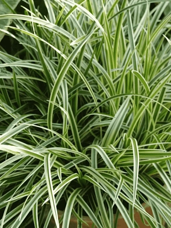 Осока Морроу Variegata