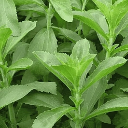 Стевия медовая Sweety