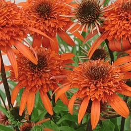 Эхинацея пурпурная Carrot Cake