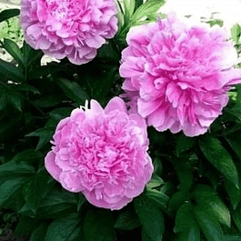 Пион Молочноцветковый Riches and Fame