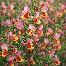 Ракитник венечный Burkwoodii