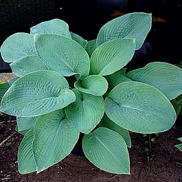 Хоста гибридная Биг Мама