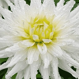 Георгина Playa Blanca