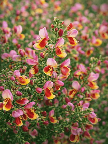 Ракитник венечный Burkwoodii