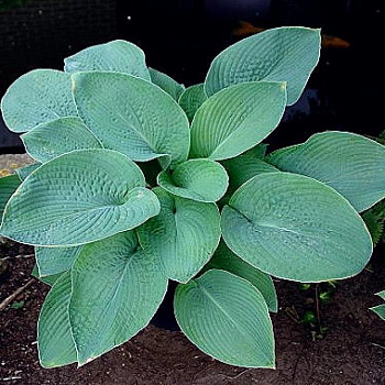 Хоста гибридная Биг Мама