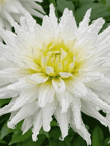 Георгина Playa Blanca