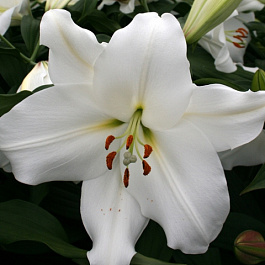 Лилия восточная Юниверс