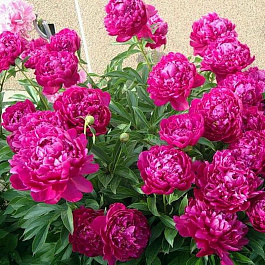 Пион травянистый Себастьян Маас