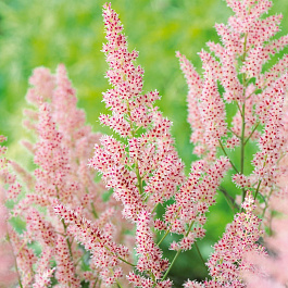 Астильба гибридная Хип-Хоп