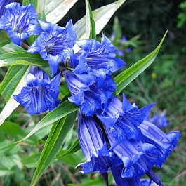 Горечавка ластовневая