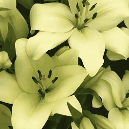 Лилия Trebbiano