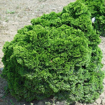 Кипарисовик тупой pygmaea