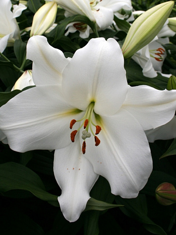 Лилия восточная Юниверс