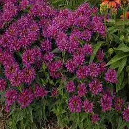 Монарда двойчатая Balmy Purple