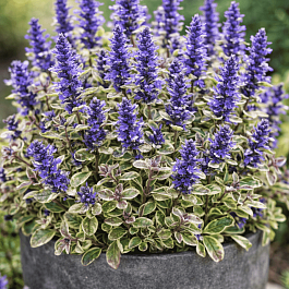 Живучка тенора Princess Nadia