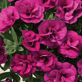 Калибрахоа Can-Can Rosies Magenta (кашпо)