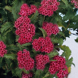 Спирея японская Криспа Спирея японская Криспа