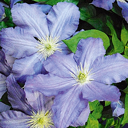 Клематис крупноцветковый Вистула