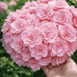 Гортензия крупнолистная You And Me Love