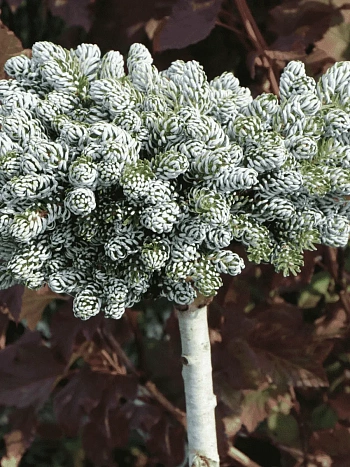 Пихта корейская Kohout's Icebreaker