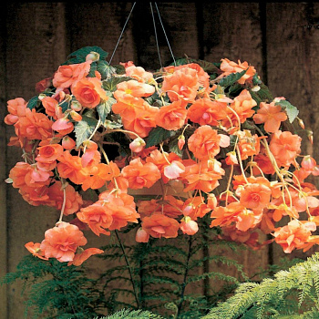 Бегония клубневая Сан Дансер Эприкот