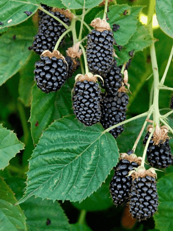 Ежевика Columbia Sunrise