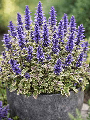 Живучка тенора Princess Nadia