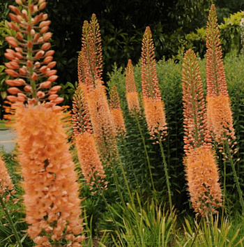 Эремурус гибридный Клеопатра